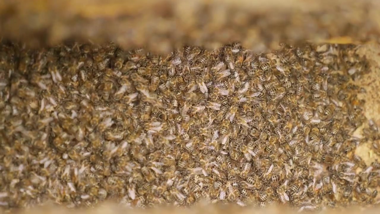 Close-up of a Busy Honey Bee Swarm Inside a Beehive