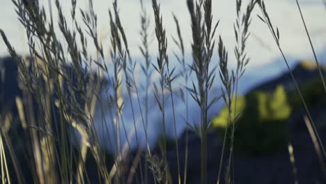 Tall-grass-gently-blows-in-wind-above-cloud-covered-valley-floor,-slow-motion