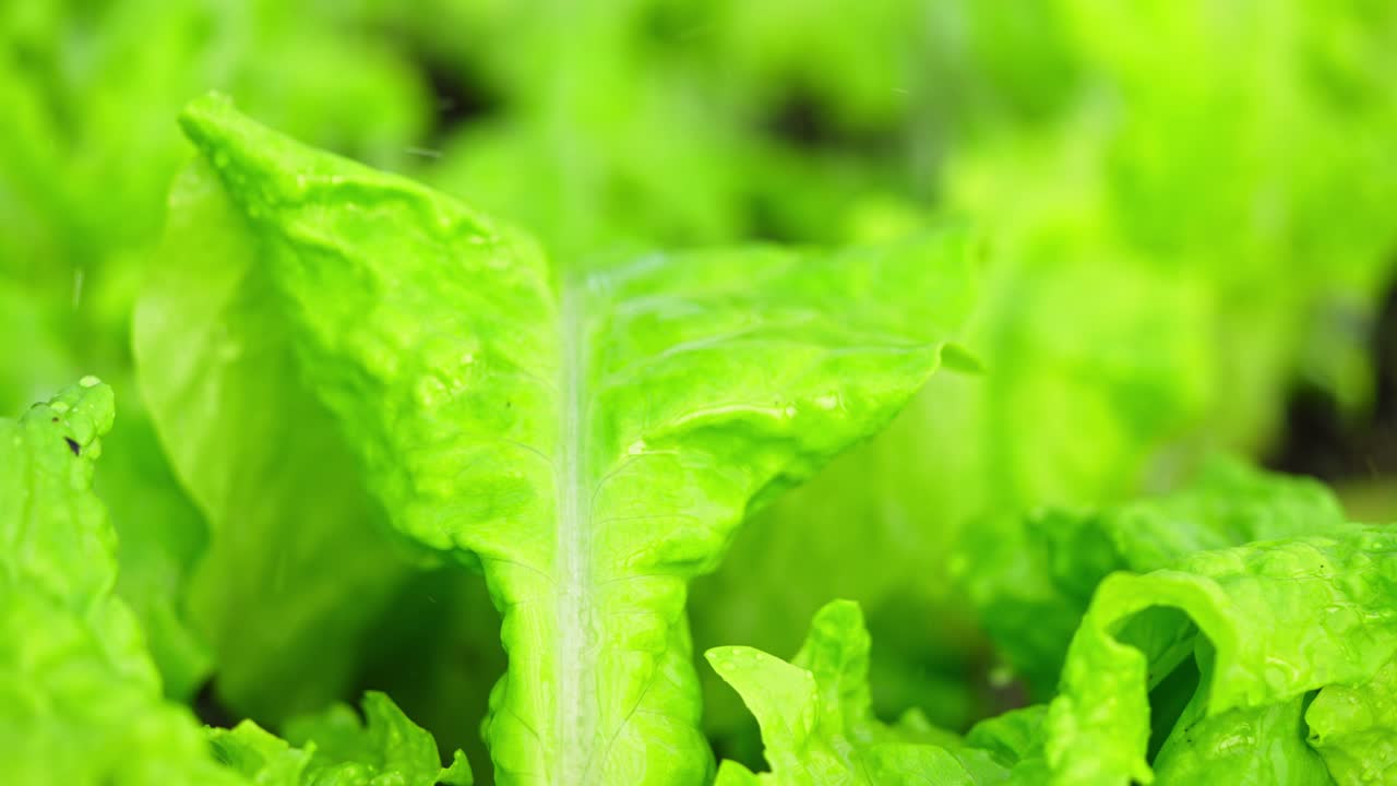 Vibrant leafy lettuce being watered from above in a bright green vegetable garden