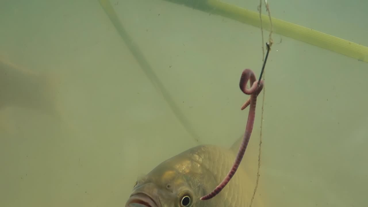 Fisk svømmer nær agnet, men spiser ikke. Nærbilde