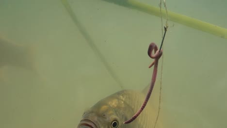 fish swims near the bait but does not eat close-up