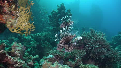 two lionfish swimming over colorful coral reef in the red sea