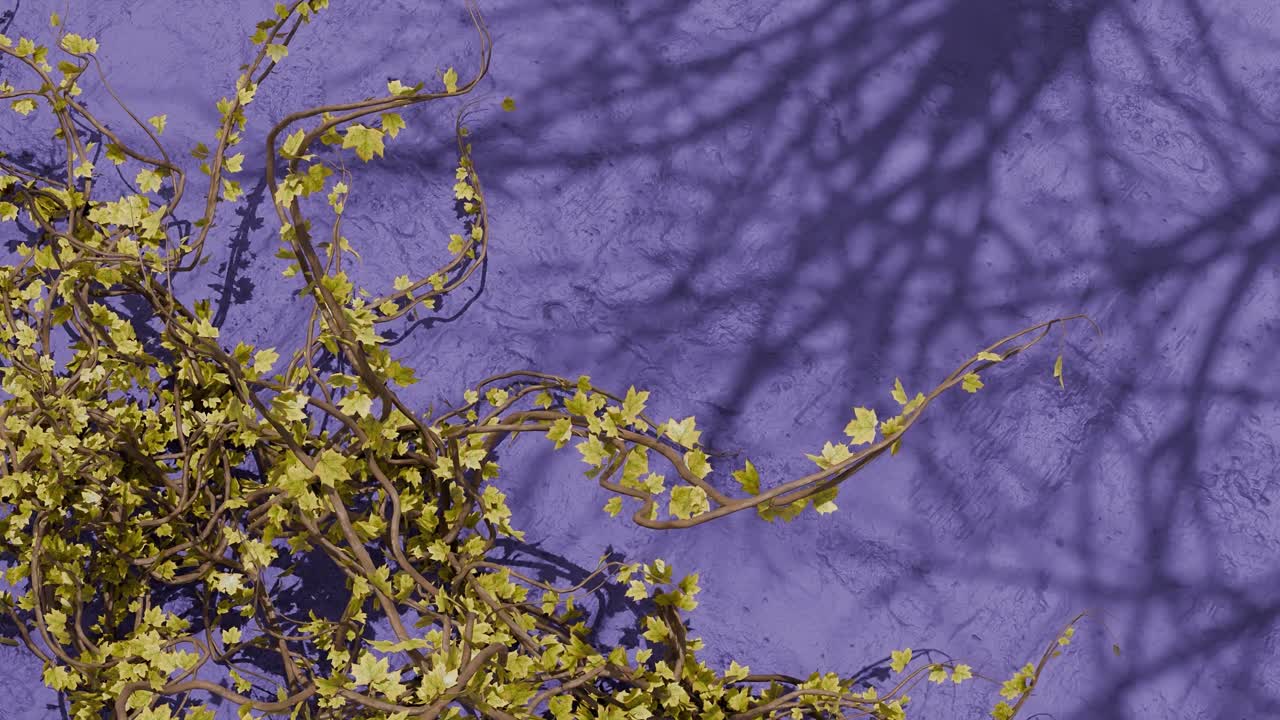 Green climbing vine with small leaves on textured purple wall with plant shadows. Spring nature and garden concept. Design for wallpaper, poster, banner.Flat lay composition with copy space