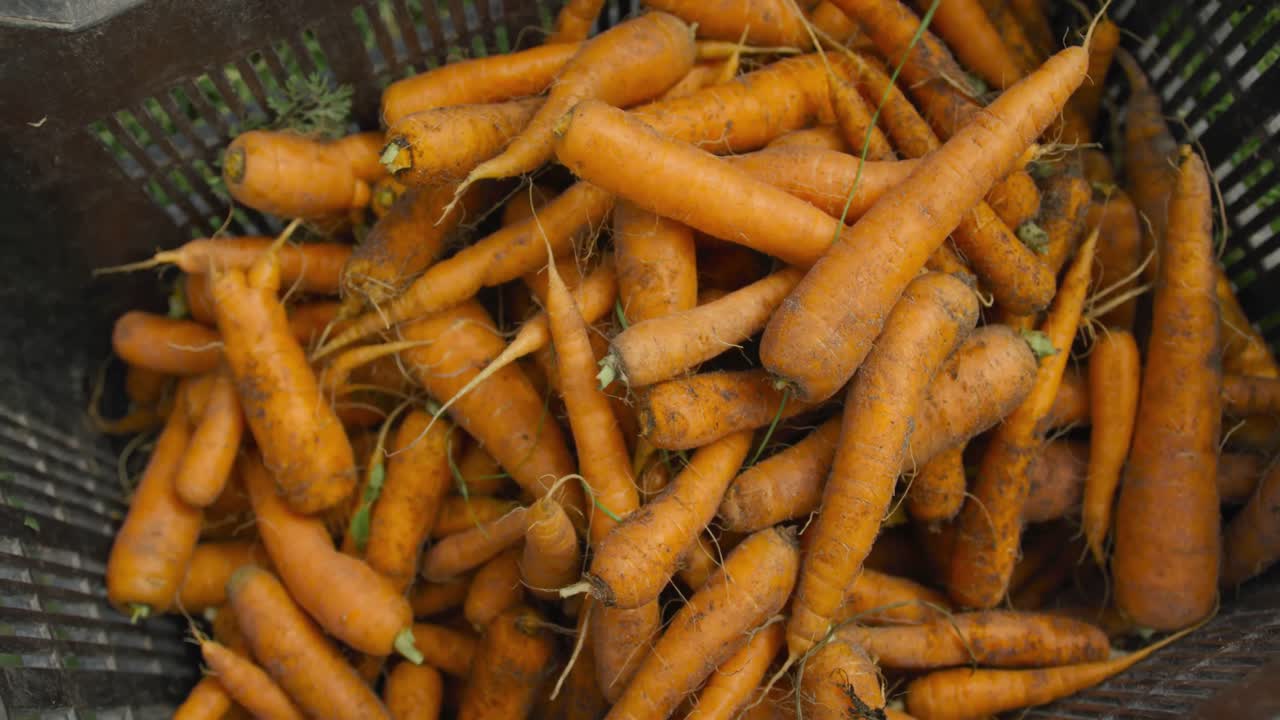 Fresh carrots on organic farm