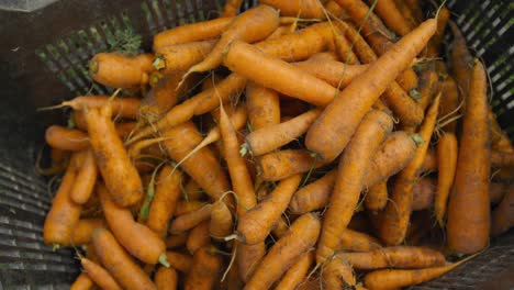 Frische-Karotten-Auf-Bio-Bauernhof