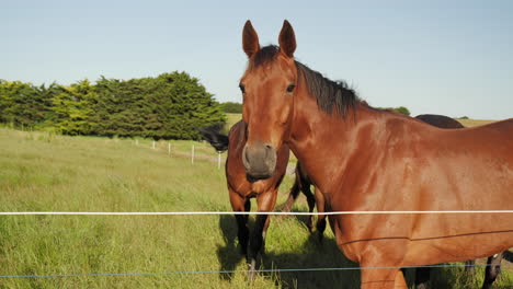 Schönes-Pferd-Im-Grünen-Paddock