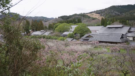 ume grove blossoming in spring with traditional japanese temple in background