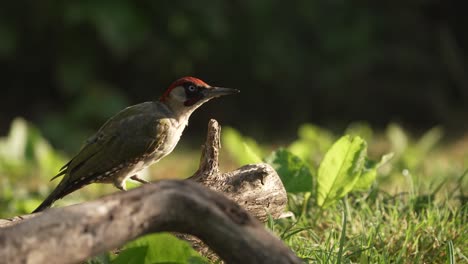 Picus-Virdis-Pájaro-Carpintero-Verde-Euroasiático-Pájaro-Corona-Roja-Observando-El-Cielo-Preparándose-Para-Volar-Pálidos-Ojos-Abiertos-Arbolado