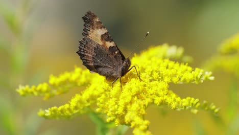 la mariposa pequeña de concha de tortuga (aglais urticae, nymphalis urticae) es una colorida mariposa eurasiática de la familia nymphalidae. es una mariposa de tamaño mediano que es principalmente de color naranja rojizo.