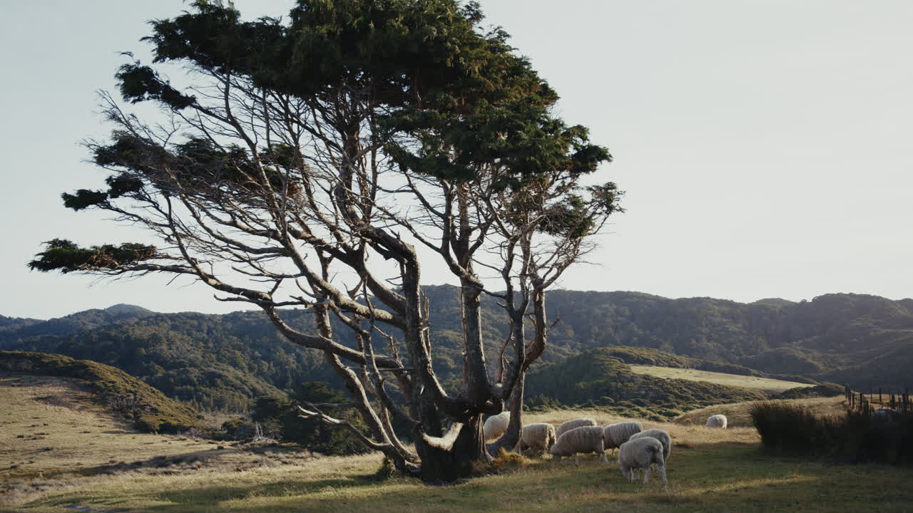 Sheep Grazing Under a Windswept Tree in a Rural Landscape