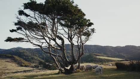 sheep grazing under a windswept tree in a rural landscape