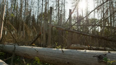 Cut-down-tree-trunks-and-branches-in-dead-dry-damaged-spruce-forest-hit-by-bark-beetle-in-Czech-countryside
