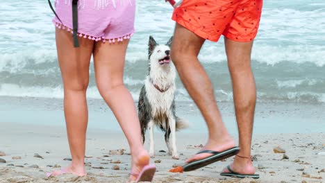 A-dog-playing-fetch-in-Sayulita,-Mexico-on-a-beach