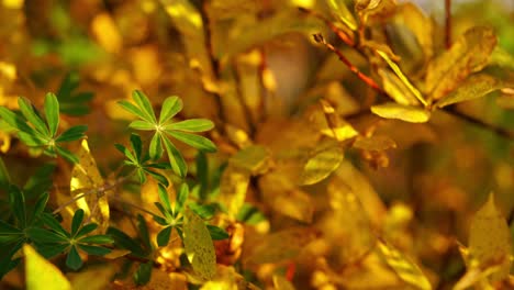 Macro-perspective-of-foliage-moved-by-mild-wind,-autumnal-colorful-leaves