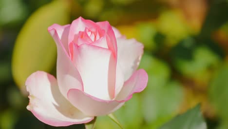 closeup of a pink rose flower called princesse de monaco' (aka 'princess of monaco')