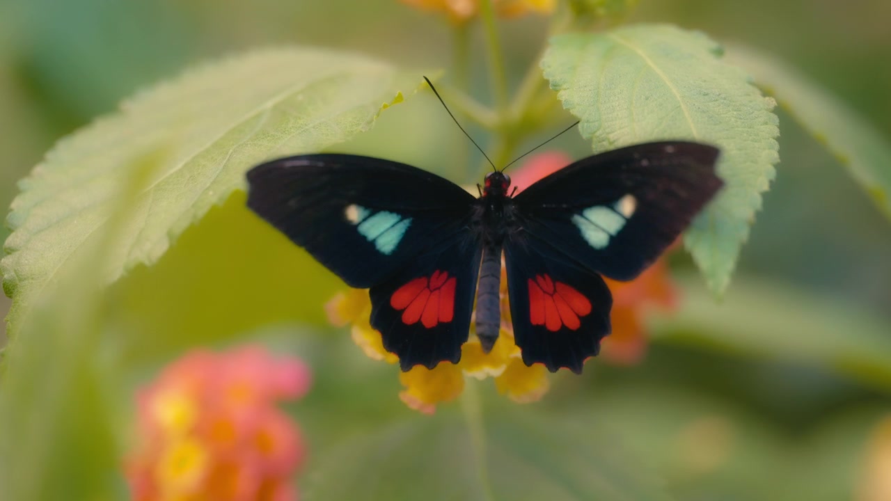 Farfalla Cattleheart che muove rapidamente le ali mentre è posata su un fiore giallo