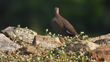 wood dove relaxing  on pond