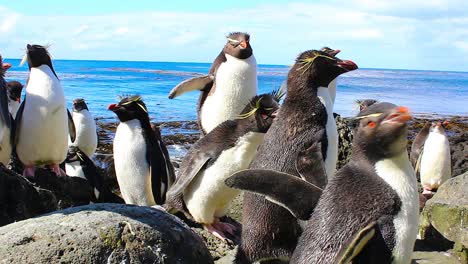 Große-Gruppe-Felsenpinguine,-Die-Auf-Den-Felsen-Entlang-Des-Ozeans-Stehen