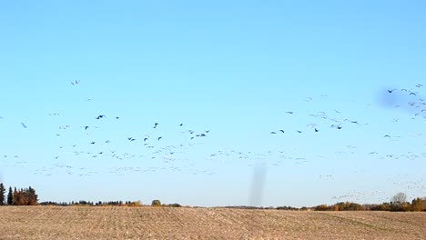 Bandada-De-Miles-De-Aves-Migratorias-Volando-Al-Unísono-A-Través-De-Campos-Secos-De-Secano-De-Canadá