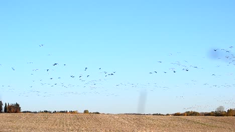 bandada de miles de aves migratorias volando al unísono a través de campos secos de secano de canadá