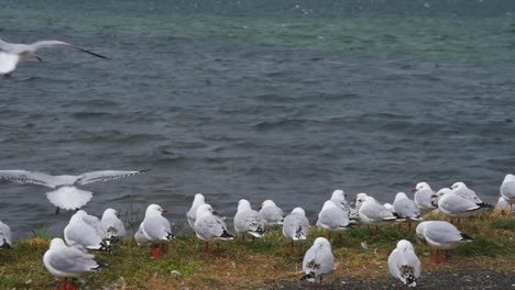 un grupo de gaviotas sentadas y volando en la orilla sobre una franja de hierba
