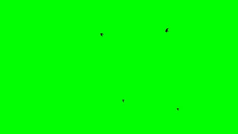 looped on a green screen a flock of black birds flying high in the sky
