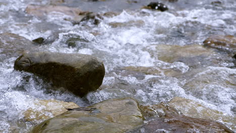 Klarer-Bach,-Der-Durch-Steinbrocken-Fließt,-Reichlich-Fluss,-Der-In-Zeitlupe-Fließt