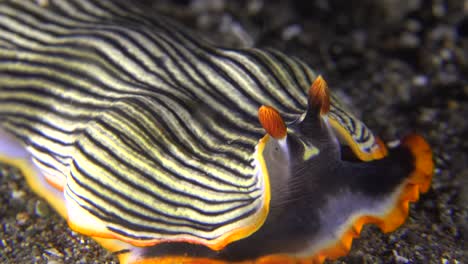 Primer-Plano-De-Nudibranquio-Rayado-Arrastrándose-Sobre-Arrecifes-De-Coral