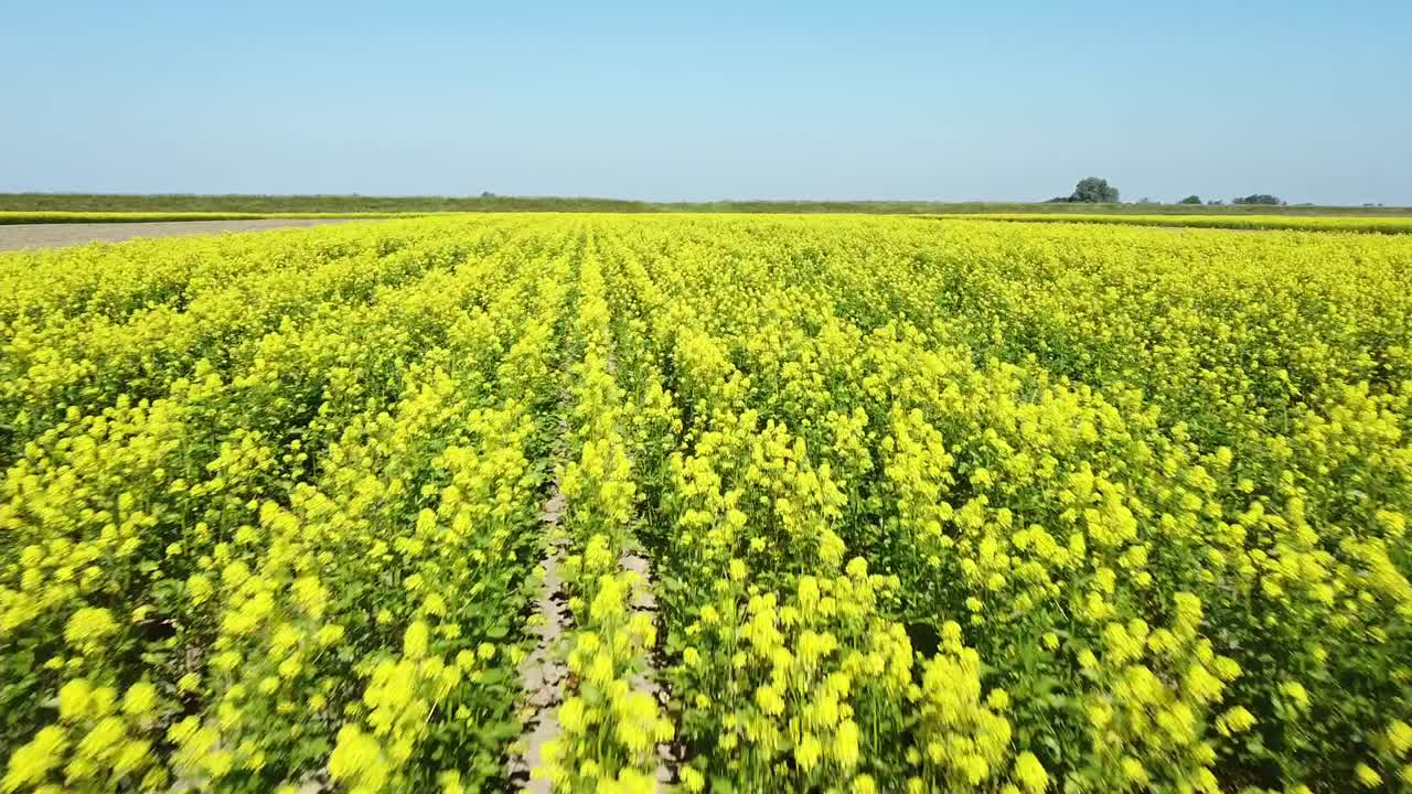 유채밭 바로 위 드론 날리기