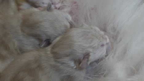 Gesundheit---Neugeborenes-Kätzchen,-Das-Sich-Von-Muttermilch-Ernährt,-Ein-Tag-Altes-Kind