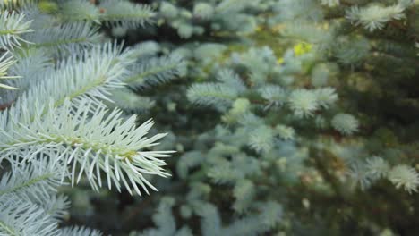 close up shot of a pine tree bloom slow motion video