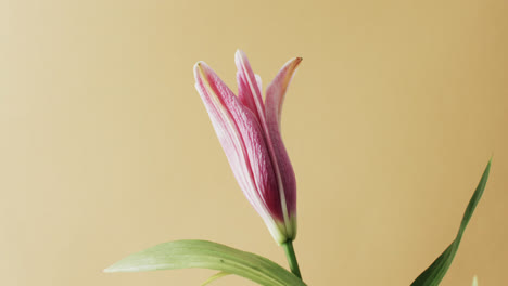 Video-of-pink-lily-flower-and-leaves-with-copy-space-on-yellow-background