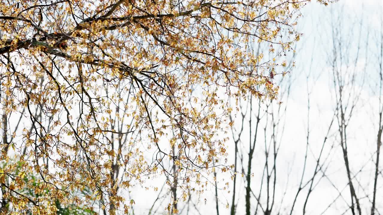 Delicate yellow leaves on branches with leafless trees in soft daylight