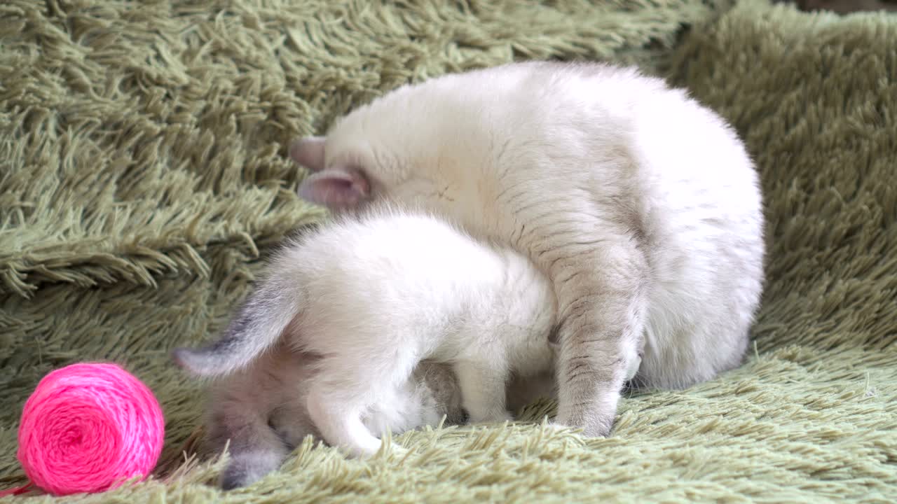 고양이와 새끼 고양이가 우유를 빨고 있다