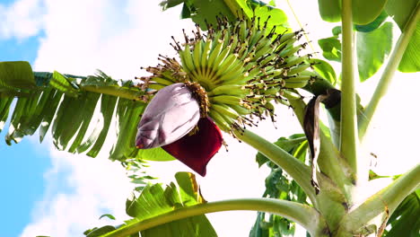 bunch of banana fruit growing on exotic tree, sunny day, view from bellow