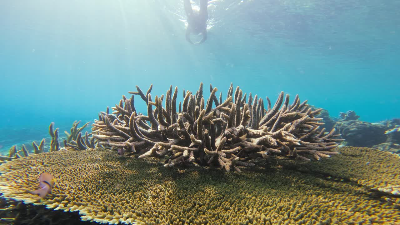 un buzo en un traje de buceo de cuerpo completo nada por encima de un vibrante coral acropora