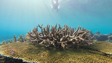 A-snorkeler-in-in-a-full-body-wetsuit-swims-above-a-vibrant-Acropora-coral