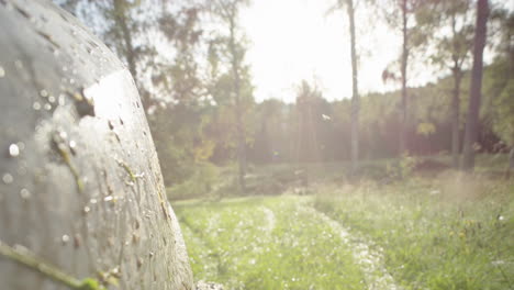 POV-Aufnahme-Neben-Dem-Aufsitzmäher-Mit-Vielen-Fliegenden-Mücken,-Sommerlandschaft