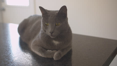 Cat-lounges-on-a-kitchen-counter-02