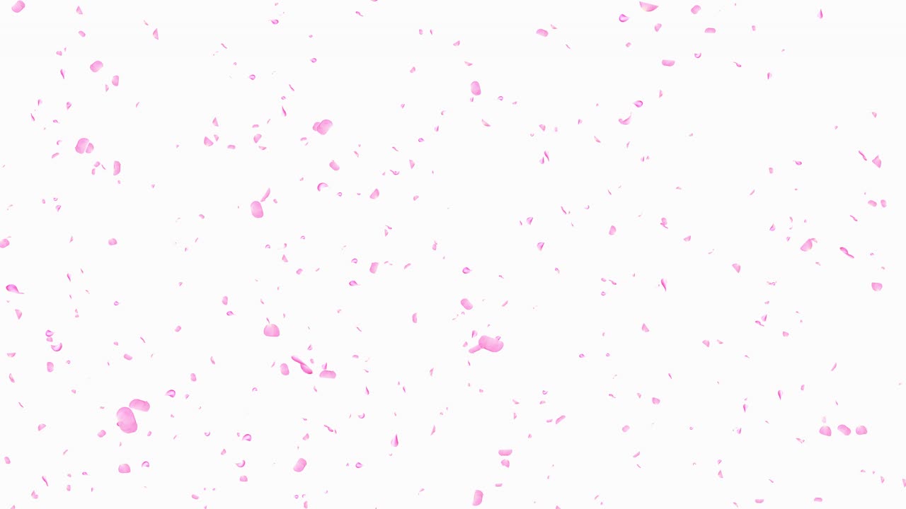 Pink red romantic flying rose flower petals spring season for st valentines day mothers day wedding