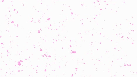 pink red romantic flying rose flower petals spring season for st valentines day mothers day wedding