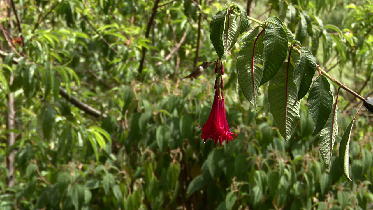 colibrí centelleante macho alimentándose de una flor triphylla fucsia roja