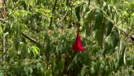 scintillant hummingbird male feeding on a red fuchsia triphylla flower