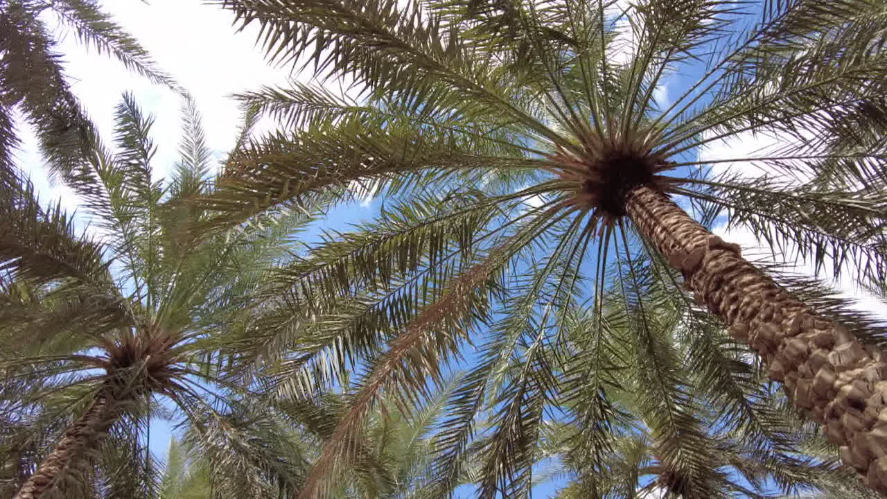palmeras en un paisaje desértico