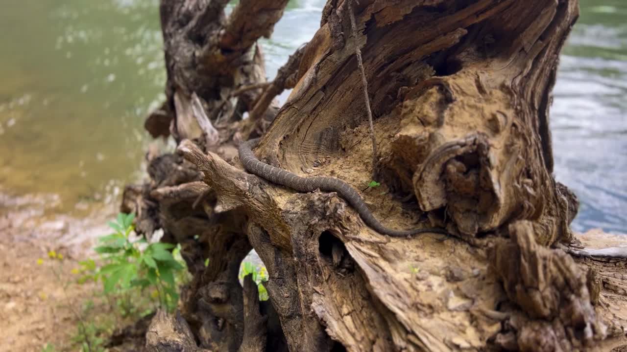 moccasín de agua mortal usando su camuflaje natural en la base de un viejo árbol a la orilla del río - cascada de wilkey, río wakarusa, kansas, estados unidos de américa