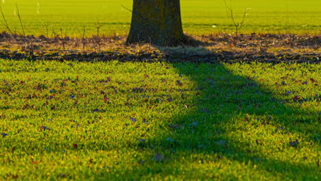 Lapso-De-Tiempo-Estático-Del-árbol-Que-Proyecta-Una-Sombra-En-Movimiento-Durante-El-Mediodía-O-La-Tarde