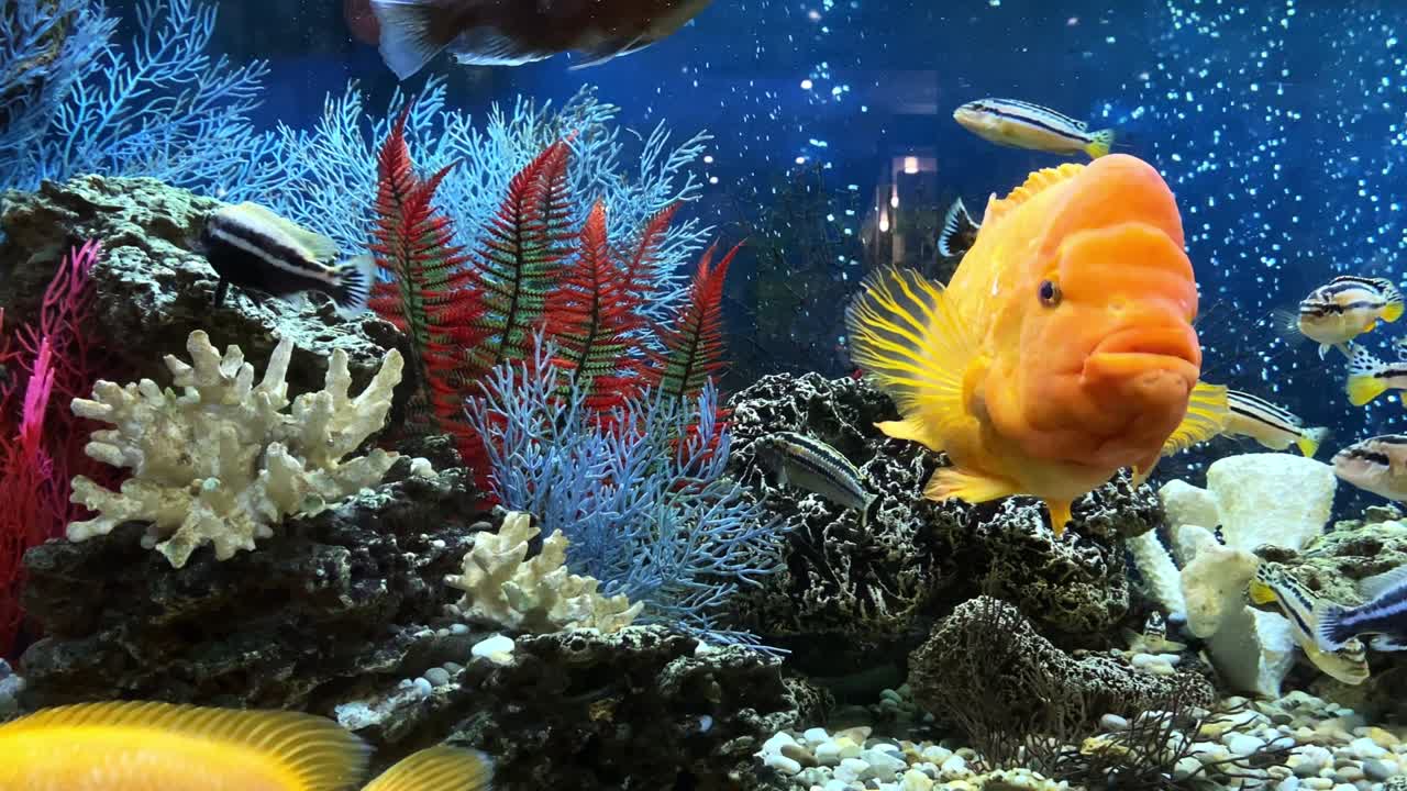 4k. home freshwater aquarium with floating colored fish close-up. Citron lemon cichlazoma, males and females of melanochromis auratus. Concept - pets