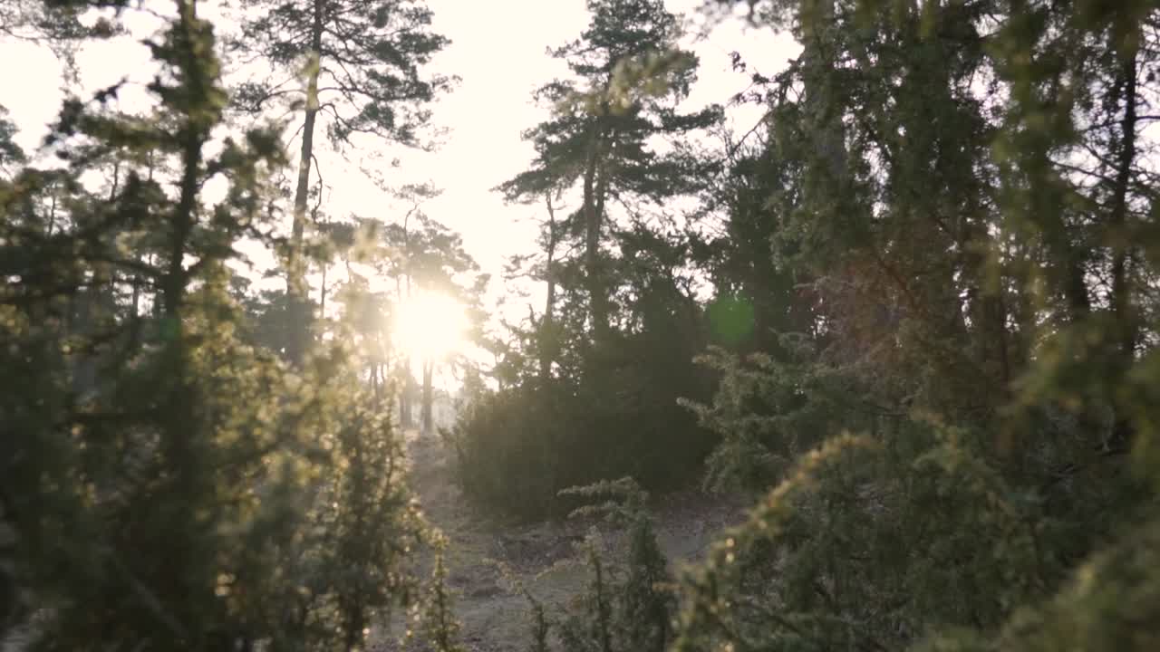 la luz del sol filtrándose a través del dosel del bosque
