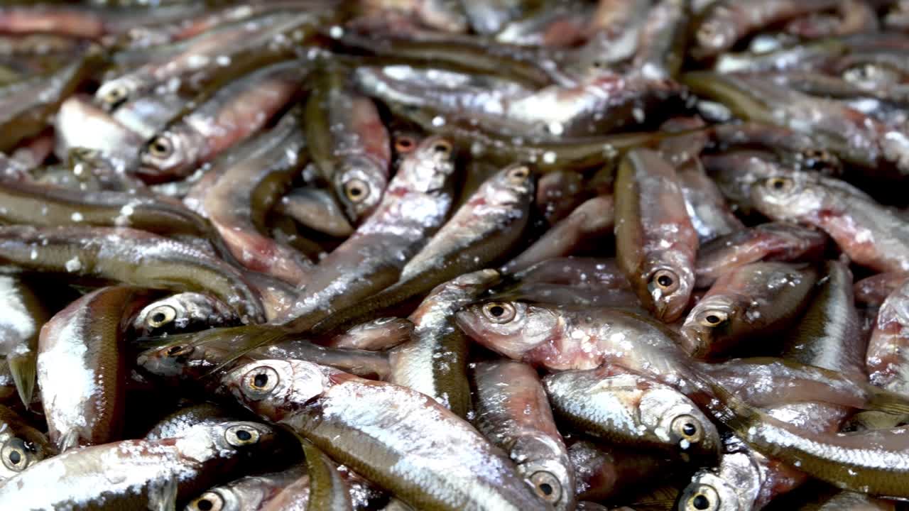muchos peces pequeños anchoas, tyulka, espadín, mariscos de fondo alimentos crudos frescos.