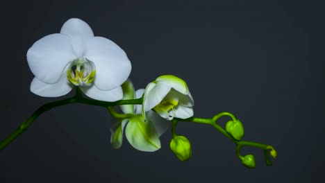 time lapse footage of a white flower with yellow core opening that are on green branches